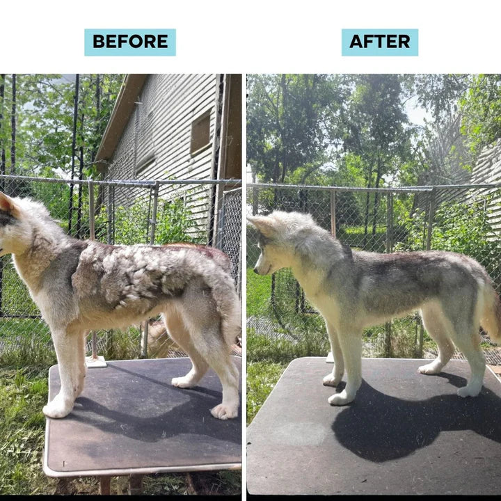 GlobaleJi Pet Grooming Kit